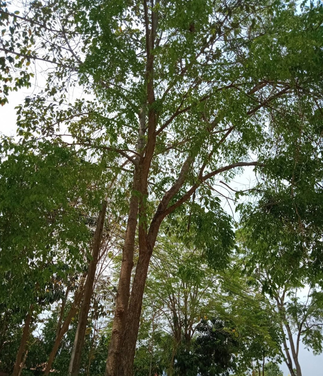 Burma padauk