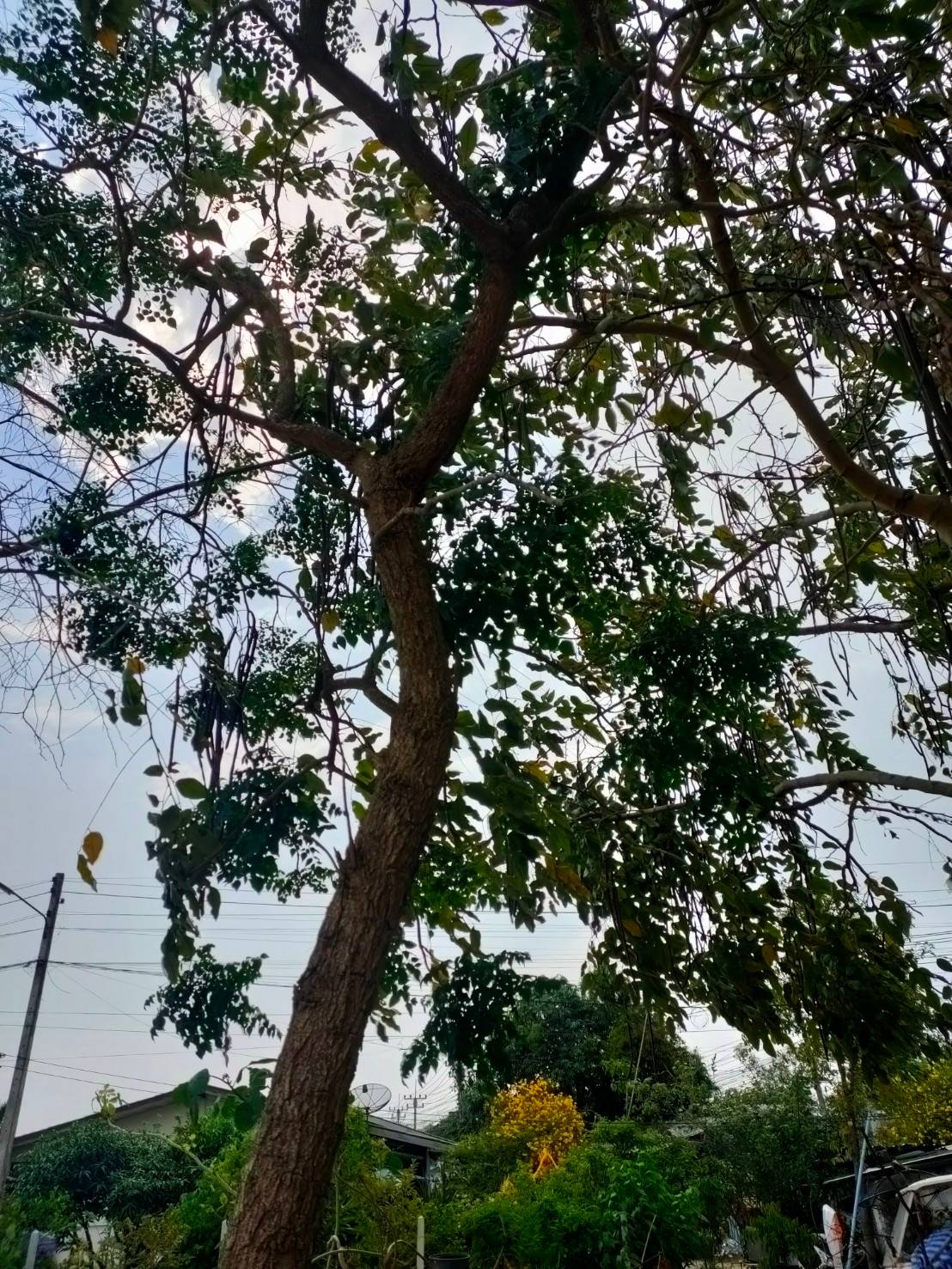 Indian cork tree, Tree jasmine