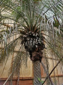 Pygmy dwarf palm