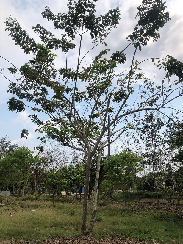 Angsana, Burmese bloodwood